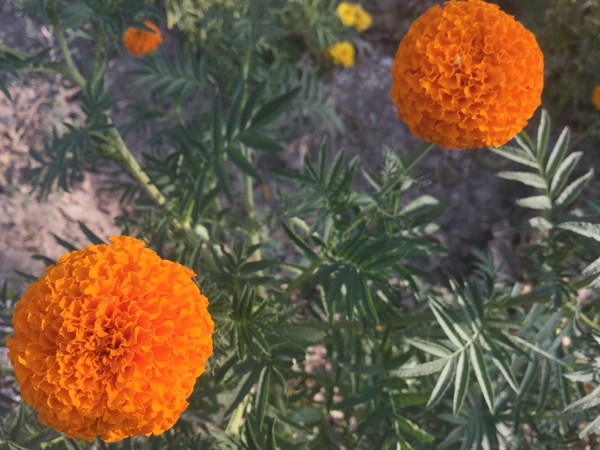 beautiful marigold variety 600